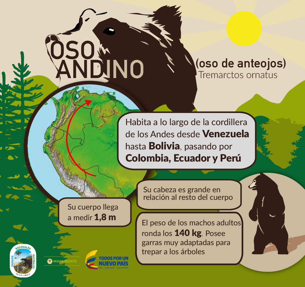 Campaña Oso andino